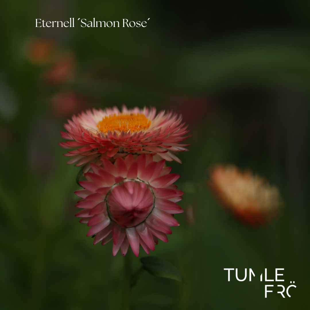 Eternell Frö ´Salmon Rose´