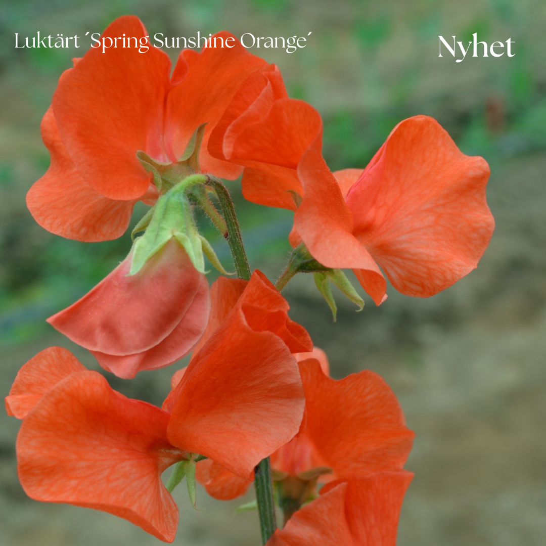 Luktärt Frö ´Spring Sunshine Orange´ NYHET!