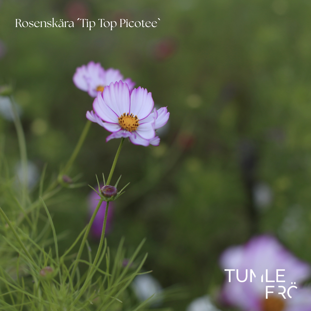 Rosenskära Frö ´Tip Top Picotee´