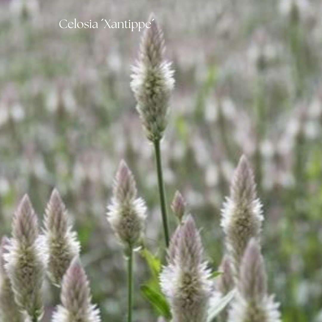 Celosia Frö ´Xantippe´