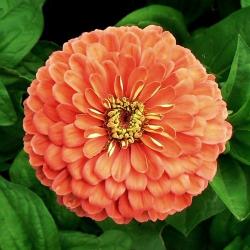 Zinnia ´Salmon Queen´