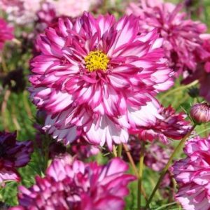 Rosenskära ´Double Click Bicolour Violet´