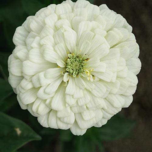 Zinnia ´Oklahoma Salmon´