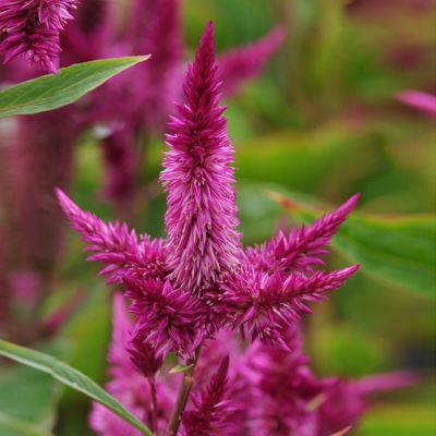 Celosia Celway ´Purple´