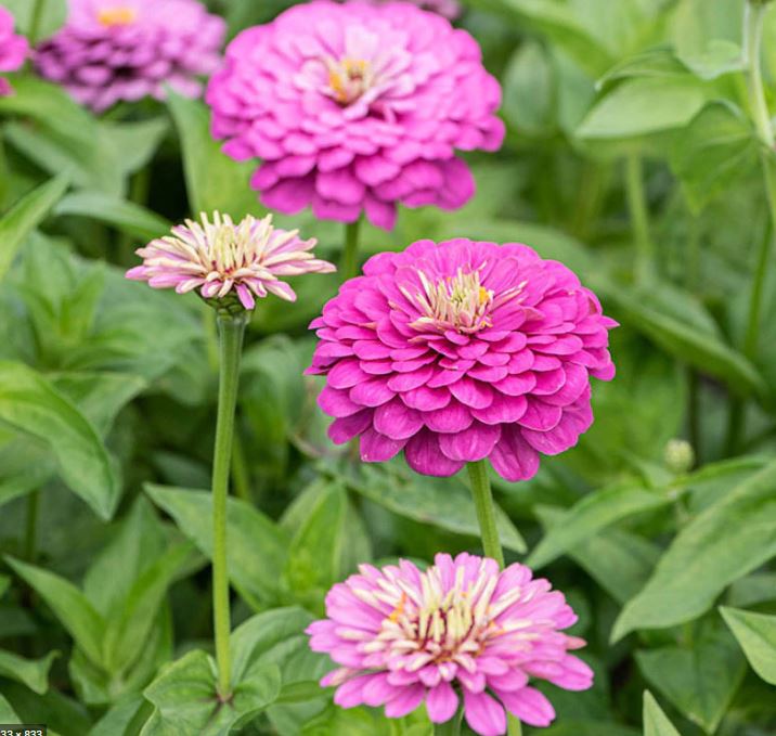 Zinnia ´Dream´