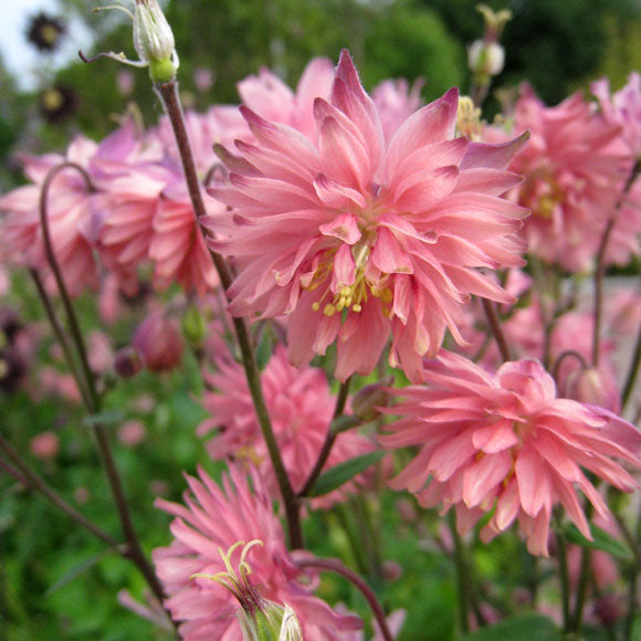 Akleja Frö ´Rose Barlow´