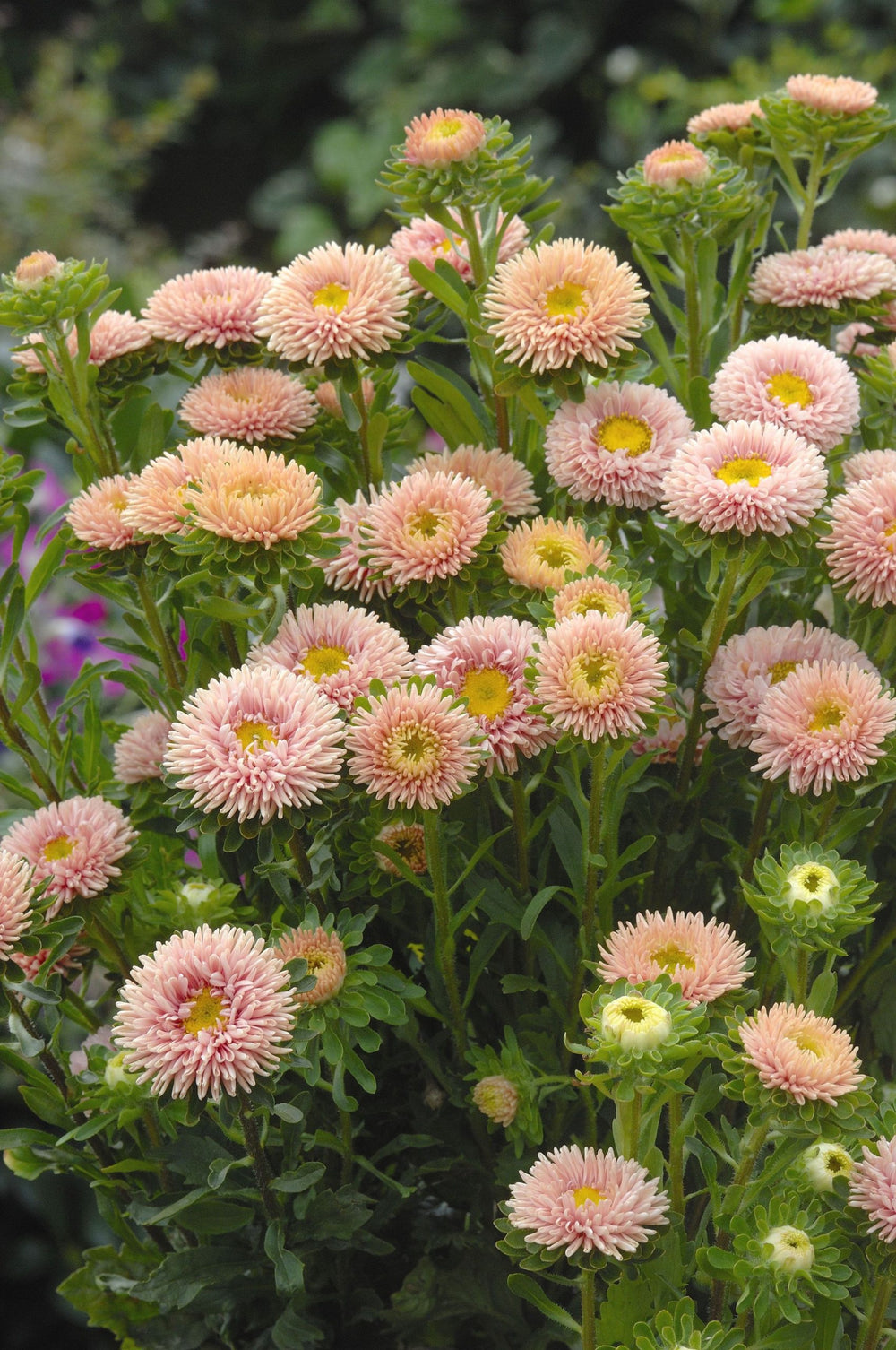 Aster Matsumoto ´Apricot´