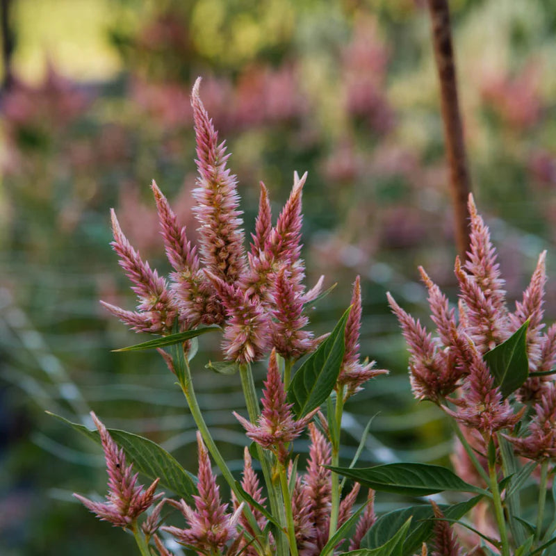 Celosia Celway ´Terracotta´