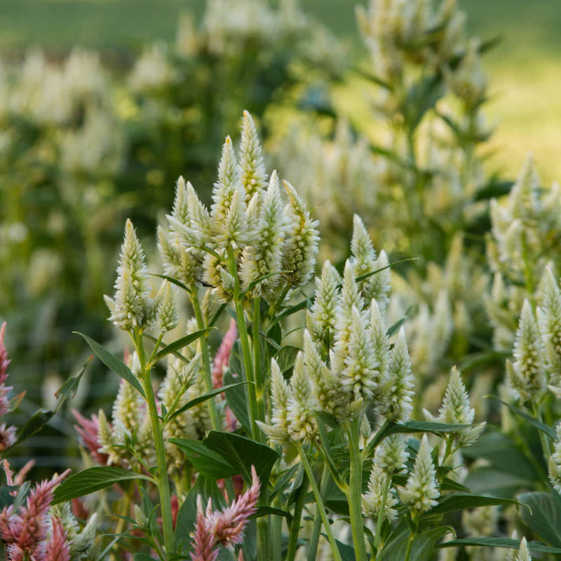 Celosia Celway ´White´