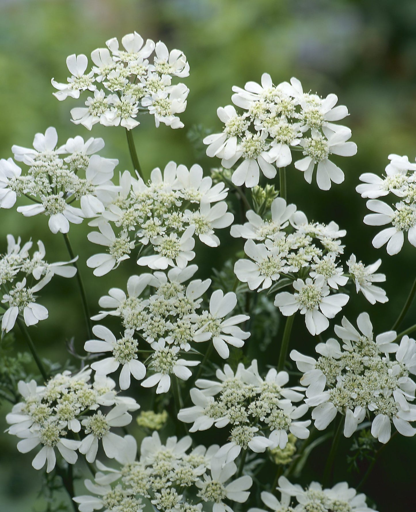 Blomsterkörvel Frö ´White Lace´