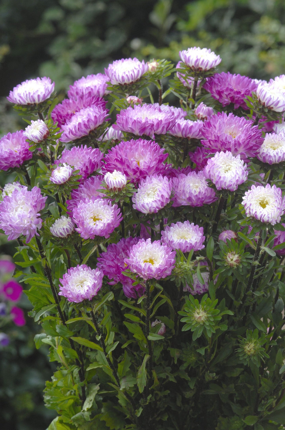 Aster Matsumoto ´Pink Tipped White´