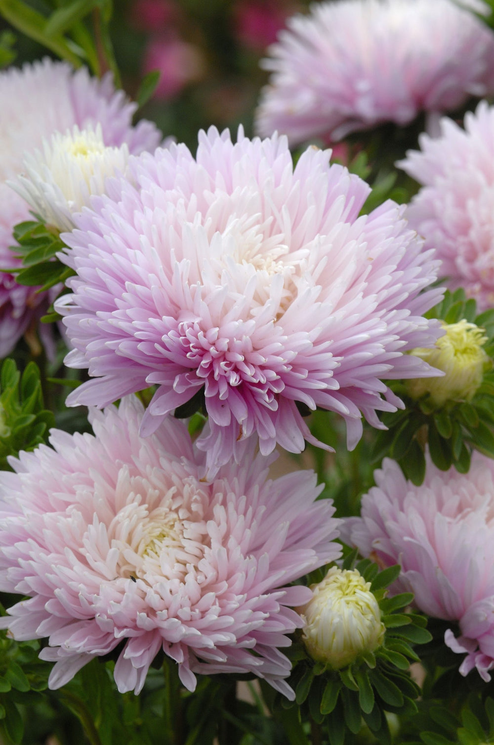 Aster ´King Size Appleblossom´