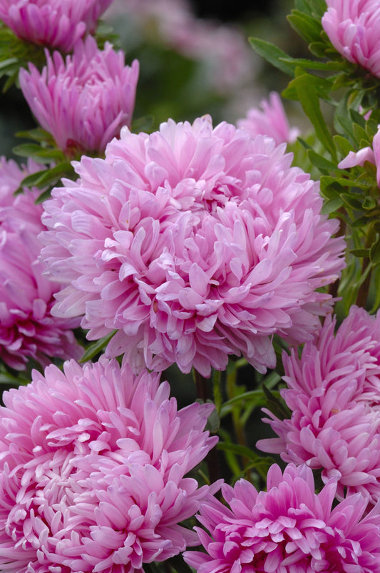 Aster ´King Size Pink´
