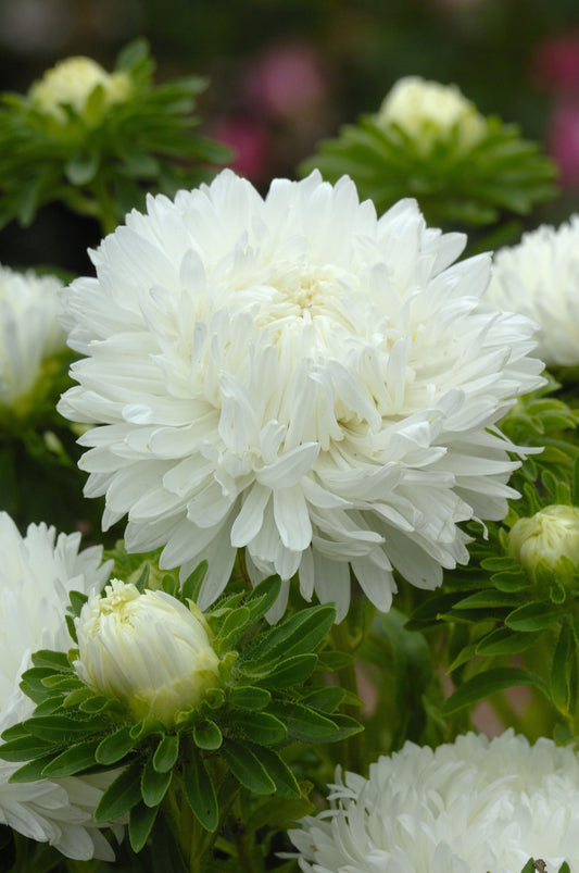 Aster ´King Size White´