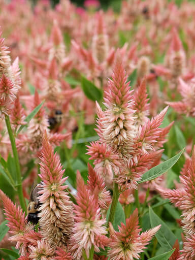 Celosia Celway´Salmon´