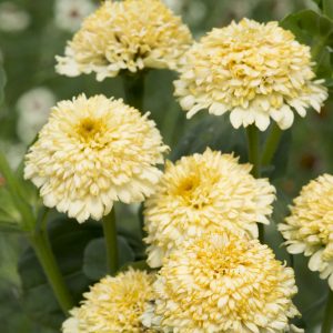 Zinnia `Cream´