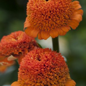 Zinnia `Orange´