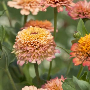 Zinnia `Cresto Peachy Pink´