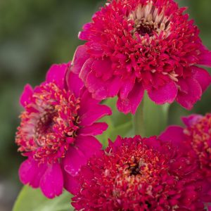 Zinnia `Violet´