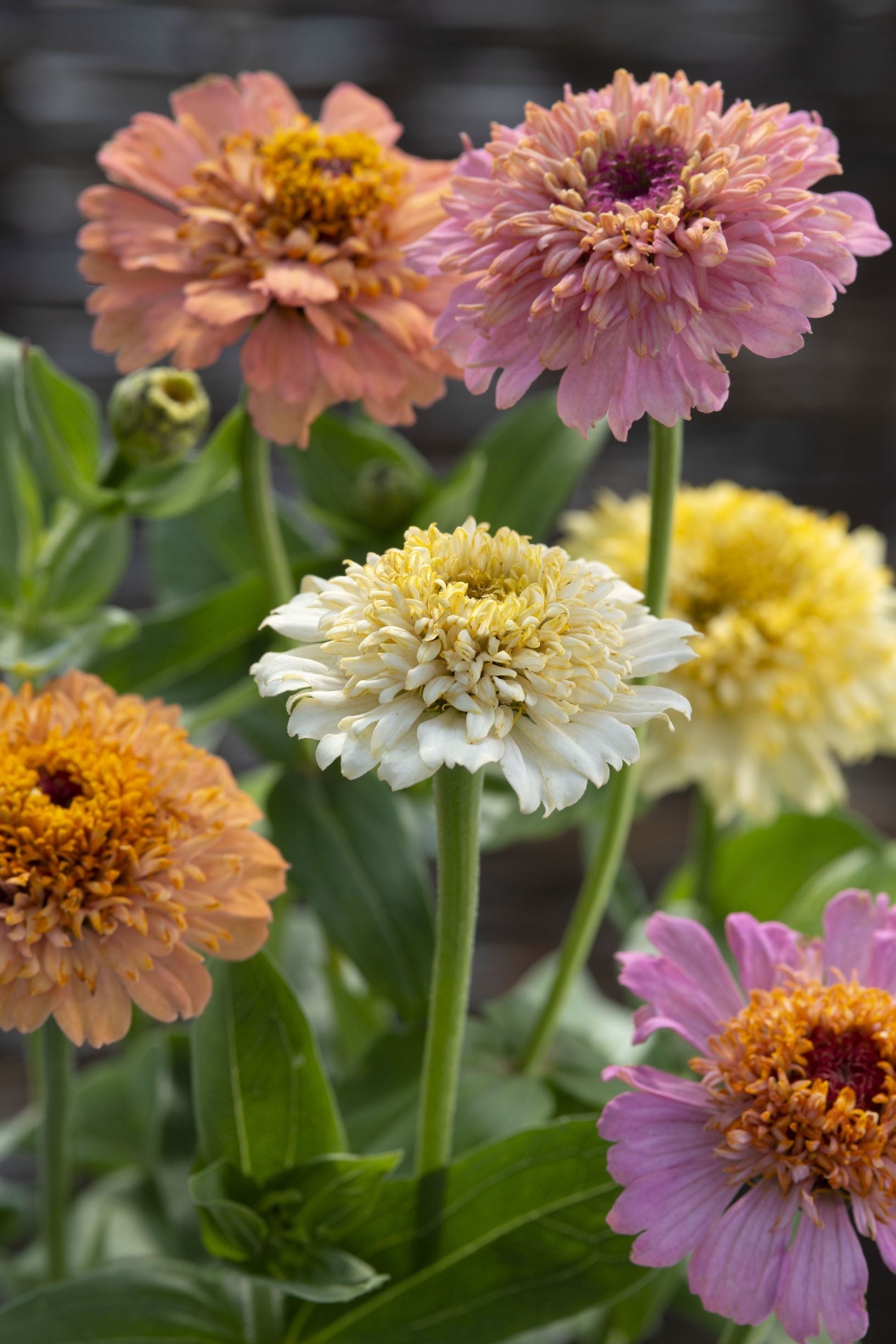 Zinnia `Peaches and Cream´