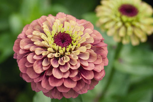 Zinnia `Queen Lime Red´